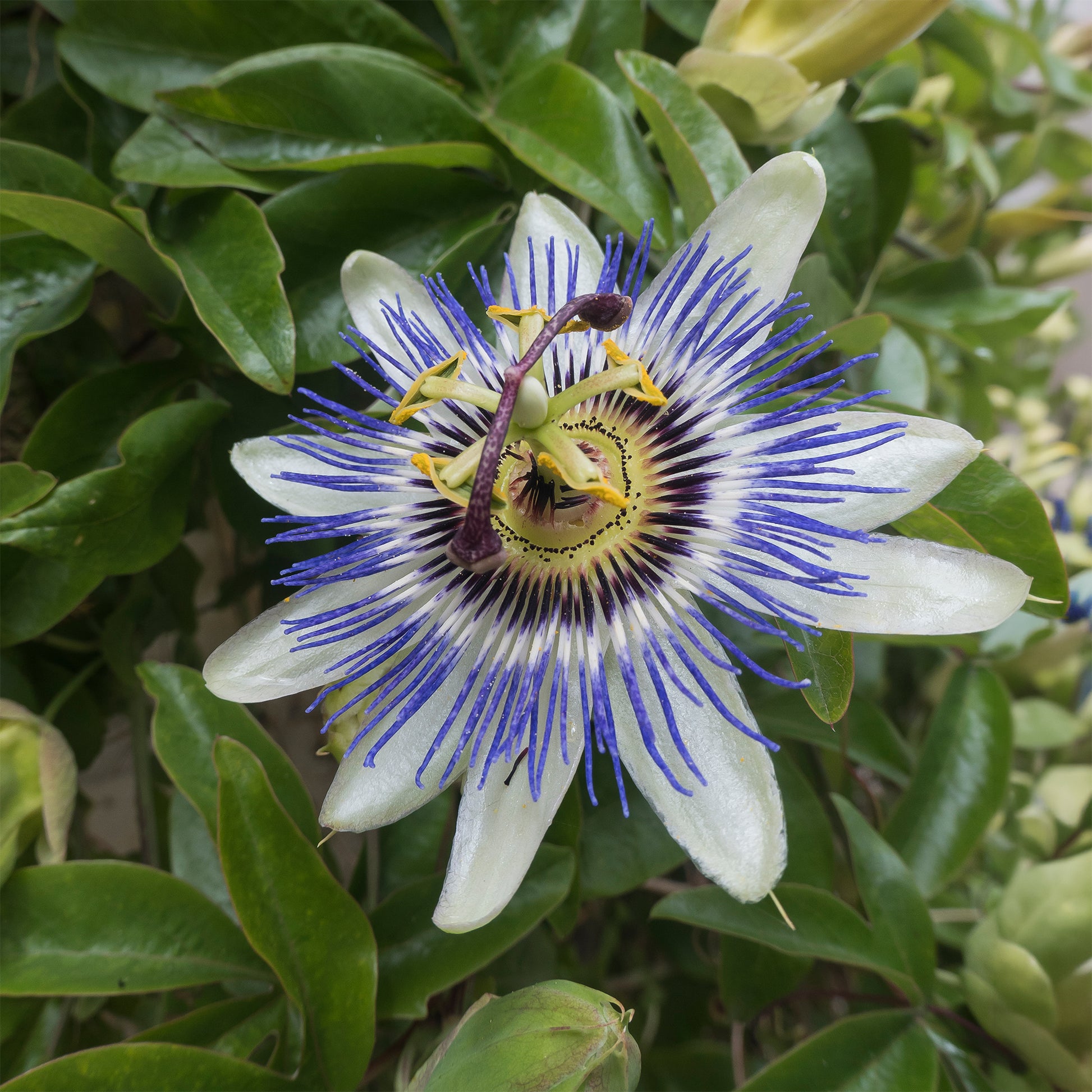 Verkauf Passionsblume - Passionsblume