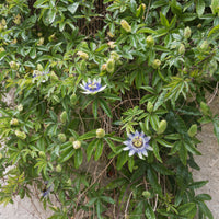Verkauf Passiflora caerulea - Passionsblume