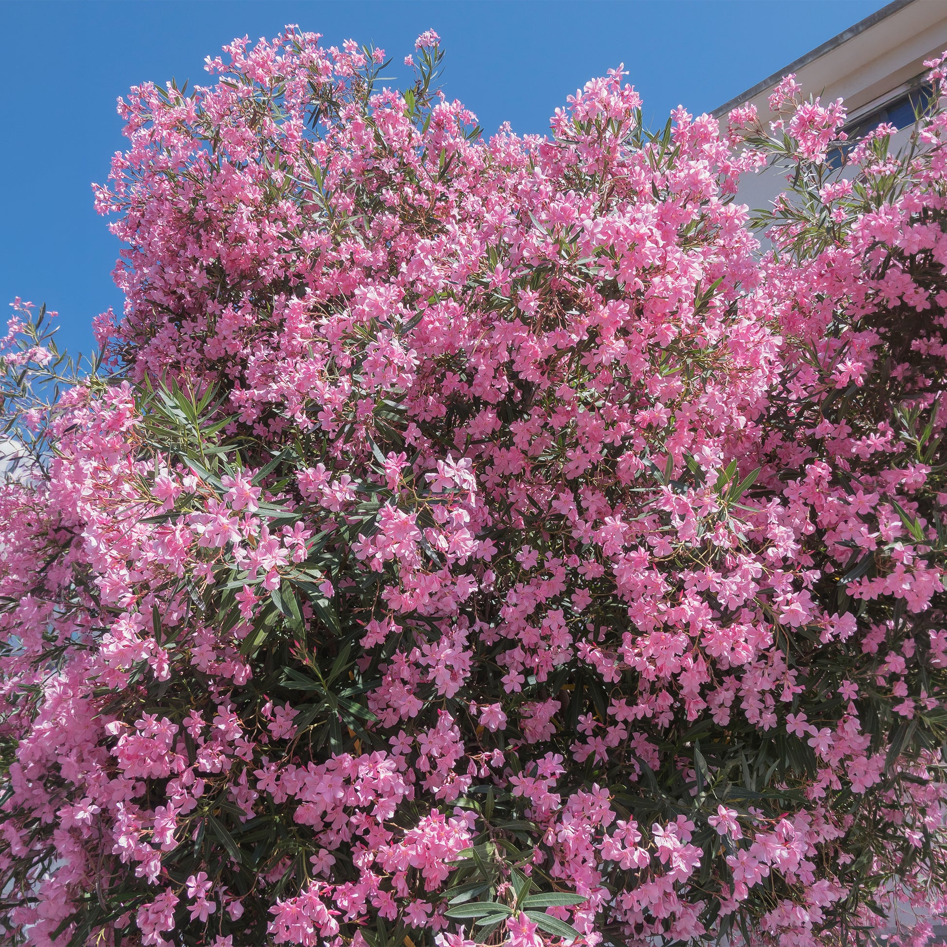 Oleander - Oleander - Bakker