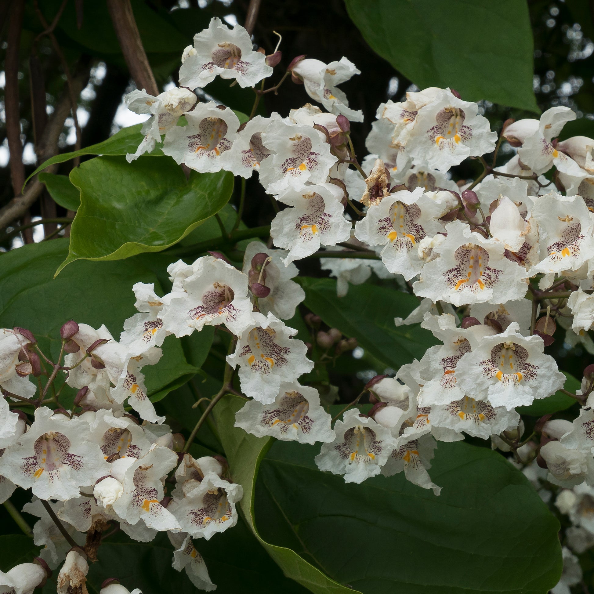 Trompetenbäume - Catalpa - Trompetenbaum - Catalpa bignonioides
