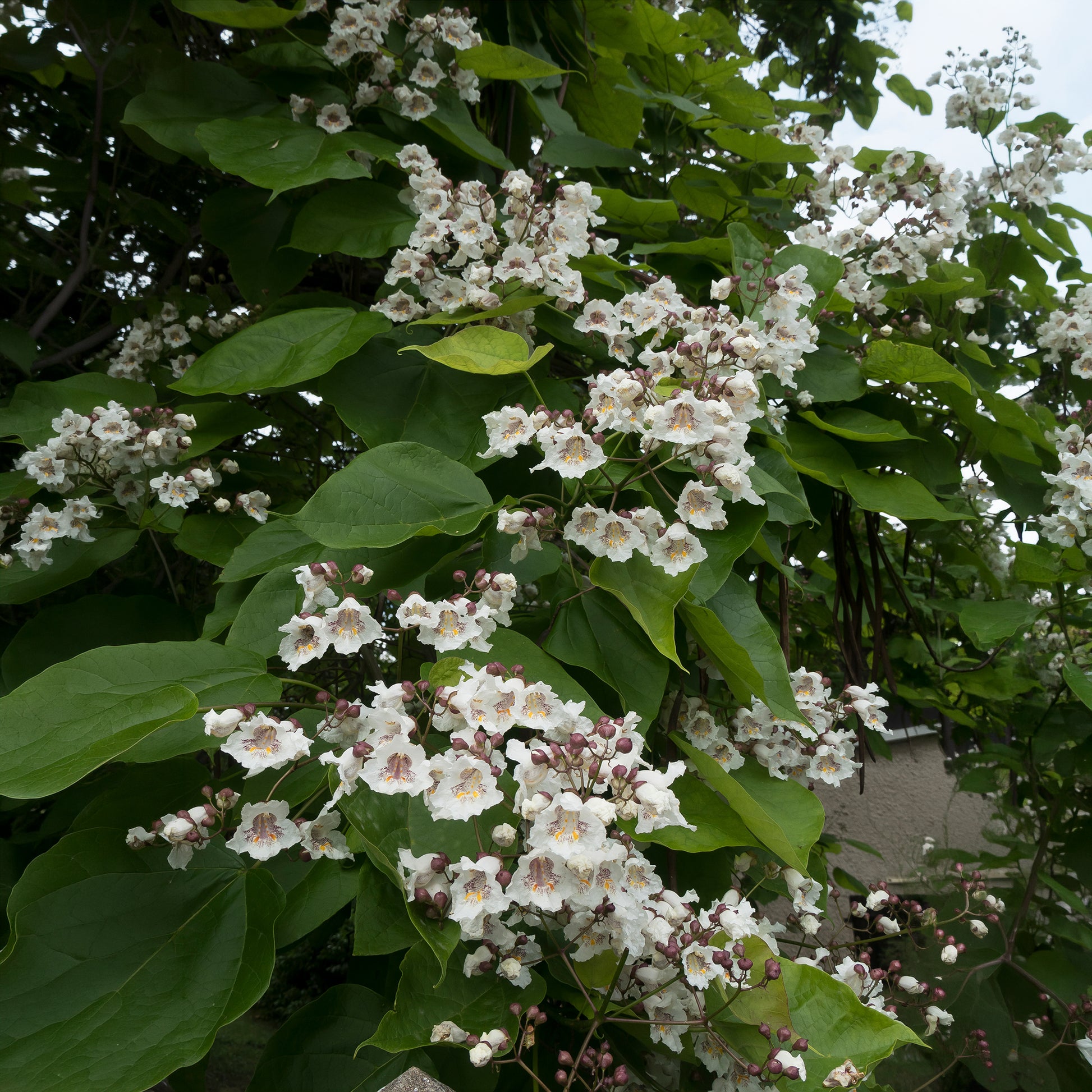 Verkauf Trompetenbaum - Catalpa bignonioides
