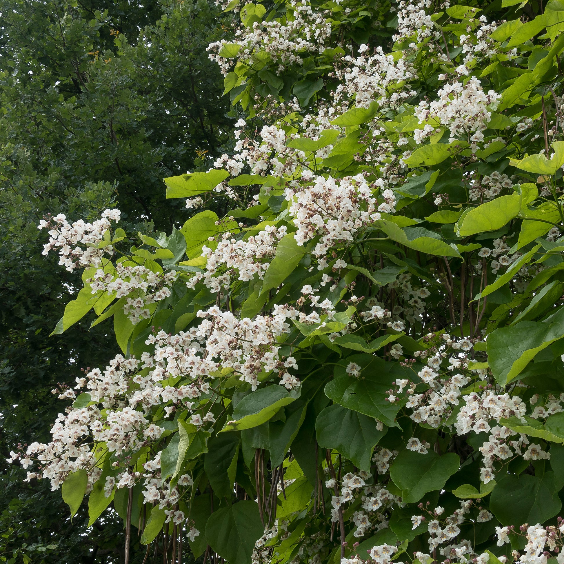 Trompetenbaum - Trompetenbäume - Catalpa - Bakker