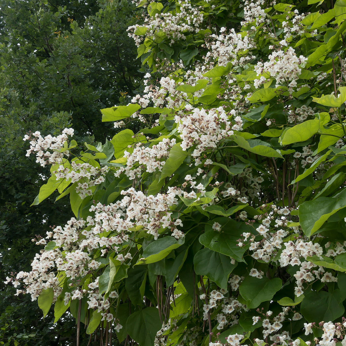 Trompetenbaum - Trompetenbäume - Catalpa - Bakker