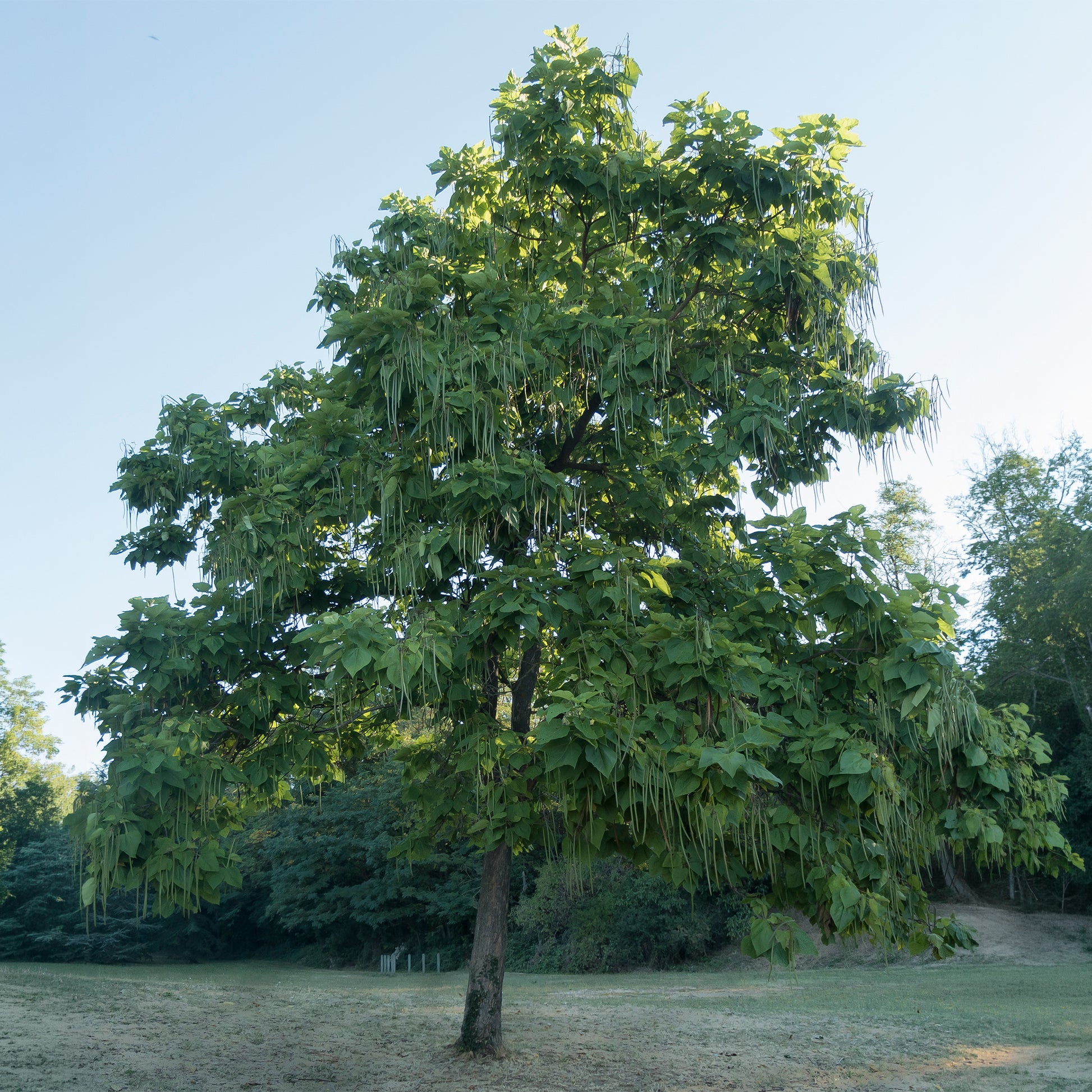 Verkauf Trompetenbaum - Trompetenbäume - Catalpa
