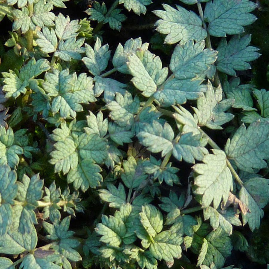 Acaena buchananii - Blaugrünes Stachelnüsschen - Stauden