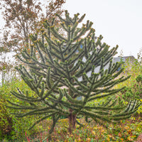Affenbaum - Bakker
