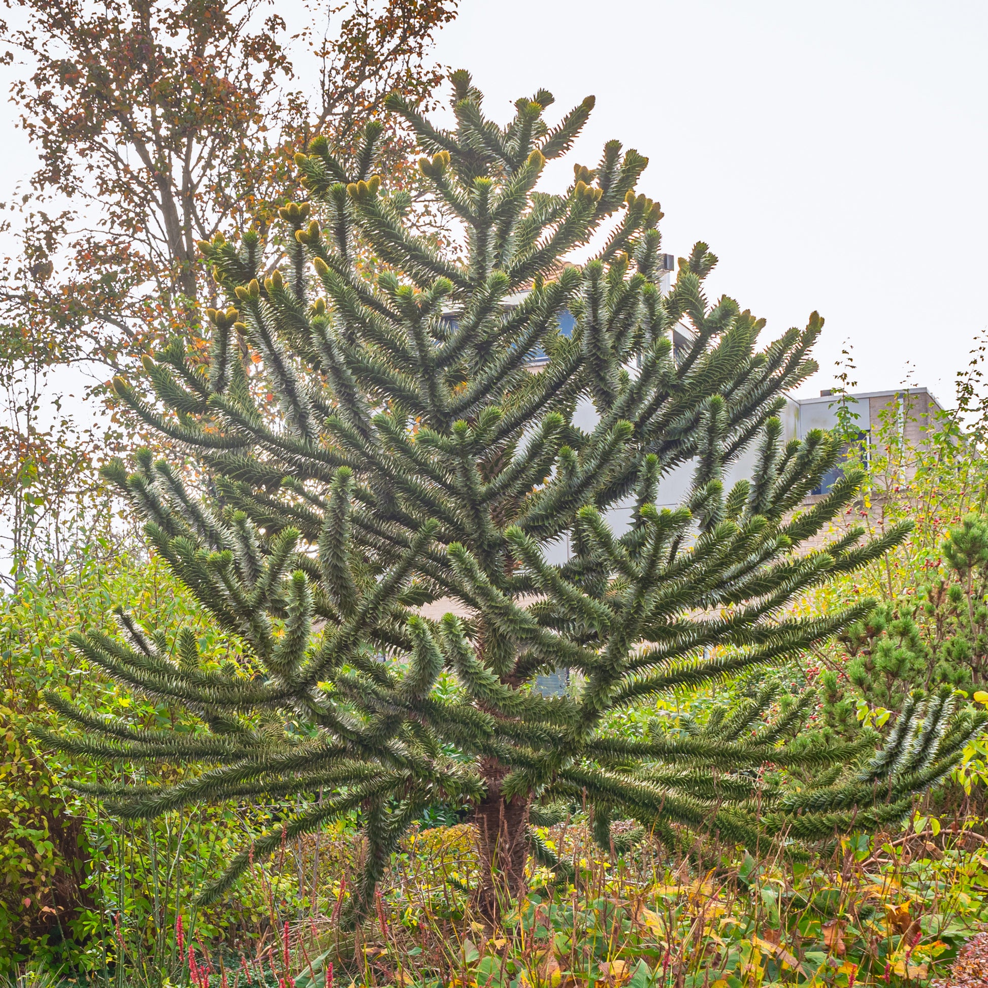 Affenbaum - Bakker