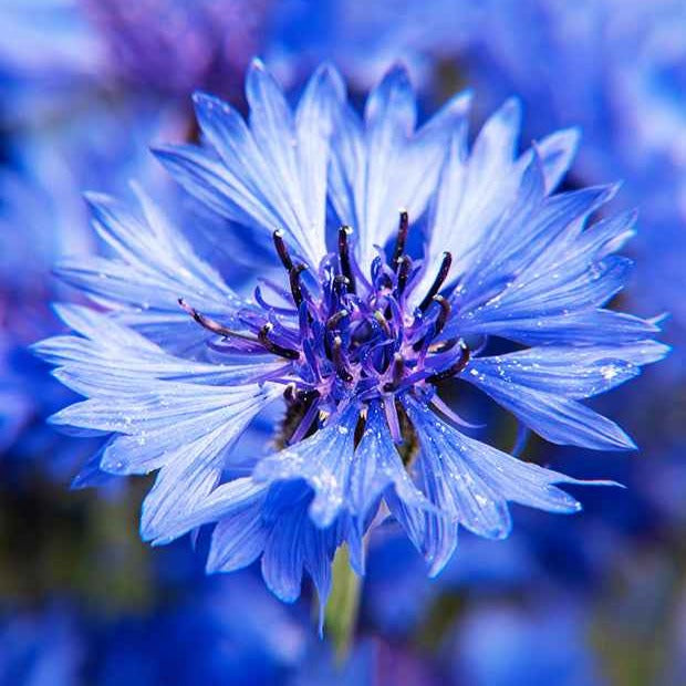 Centaurea cyanus Blue Boy - Kornblume Blue Boy - Samen für Blumenbeete und -ränder