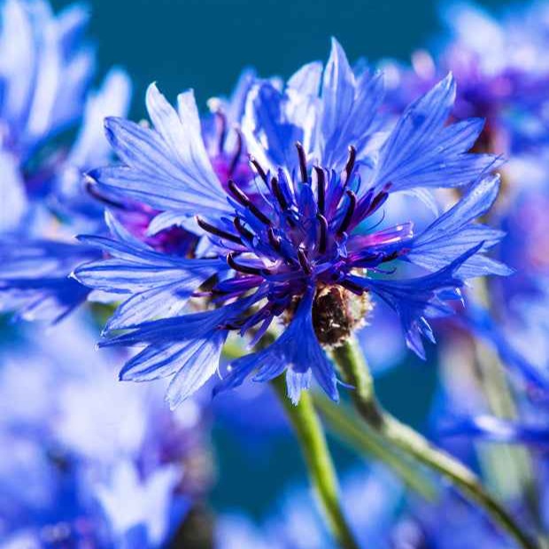 Samen für Blumenbeete und -ränder - Kornblume Blue Boy - Centaurea cyanus Blue Boy