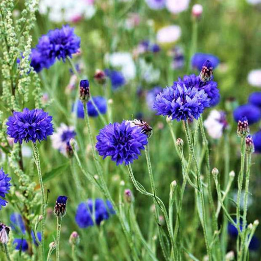 Kornblume Blue Boy - Bakker