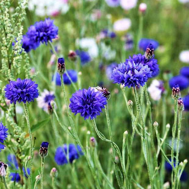 Kornblume Blue Boy - Bakker