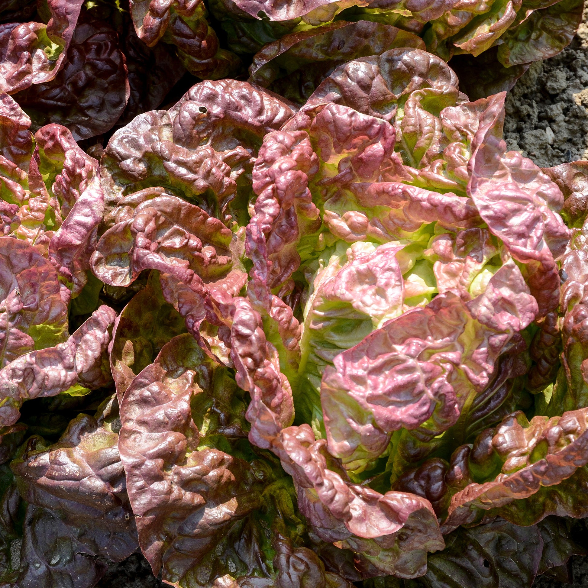 Lactuca sativa Merveille des Quatre Saisons - Kopfsalat ‘Merveille des quatre saisons’ - Samen für Salate