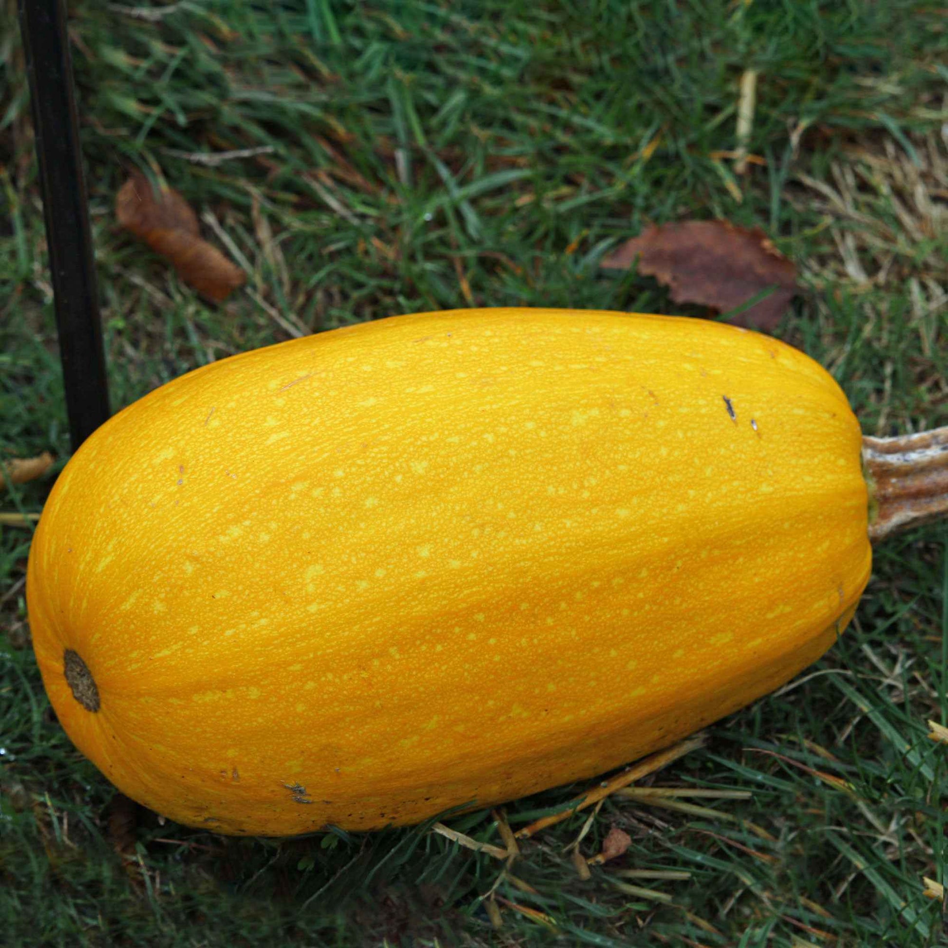 Spaghetti-Kürbis - Cucurbita pepo spaghetti végétal - Bakker