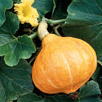 Samen für Kürbisse - Kürbis ‘Potimarron’ - Cucurbita maxima Potimarron