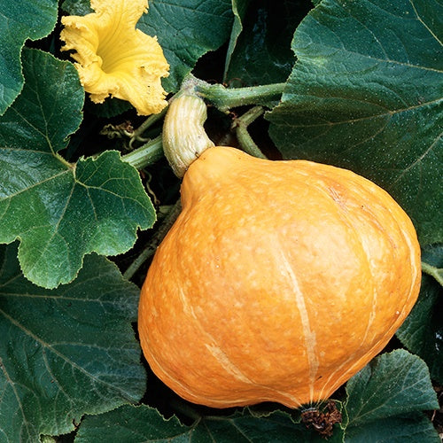 Samen für Kürbisse - Kürbis ‘Potimarron’ - Cucurbita maxima Potimarron