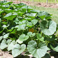 Cucurbita maxima Potimarron - Kürbis ‘Potimarron’ - Samen für Kürbisse