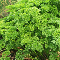 Dunkelgrüne krause Petersilie - Petroselinum crispum frisé vert foncé - Bakker