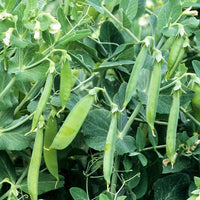 Zwergerbse Douce Provence - Pisum sativum douce provence - Bakker