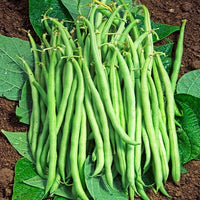 Buschbohne, mangetout ‘Braimar’ - Bakker
