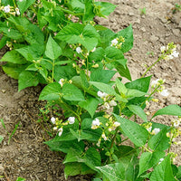 Buschbohne, mangetout ‘Braimar’ - Phaseolus vulgaris braimar - Bakker