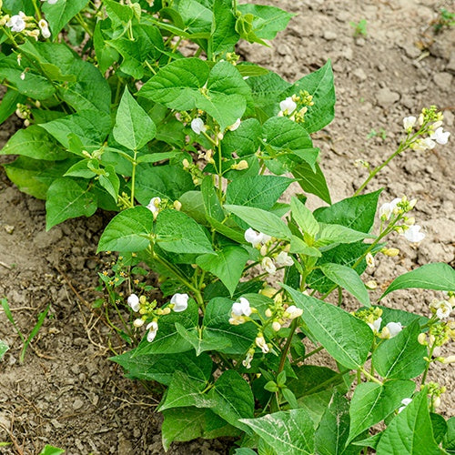 Buschbohne, mangetout ‘Braimar’ - Phaseolus vulgaris braimar - Bakker