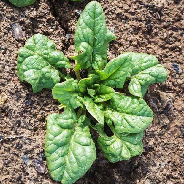 Spinat ‘Monstrueux de Viroflay’ - Spinacia oleracea  monstrueux de viroflay - Bakker