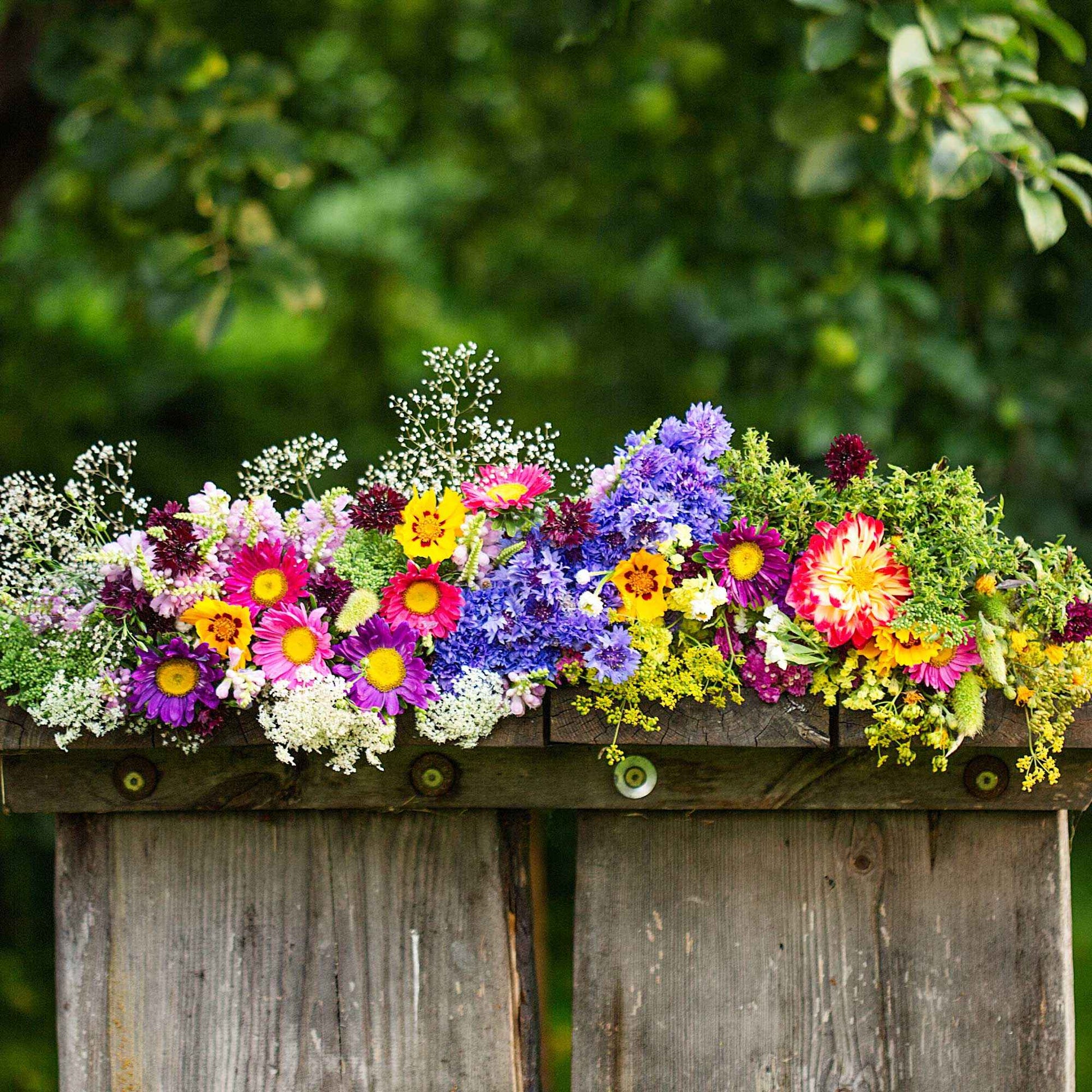  - Blumen Saatmatte für Blumenkästen - Saatgenteppiche für Blumen
