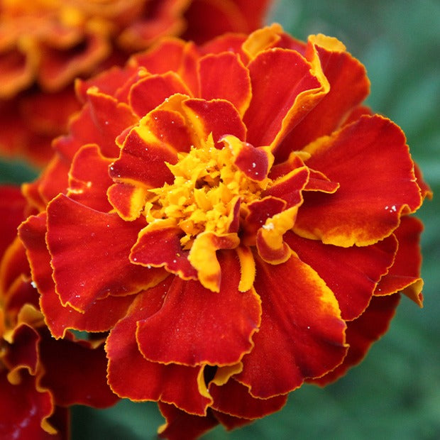 Studentenblume Rusty Red - Tagetes patula rusty red - Bakker