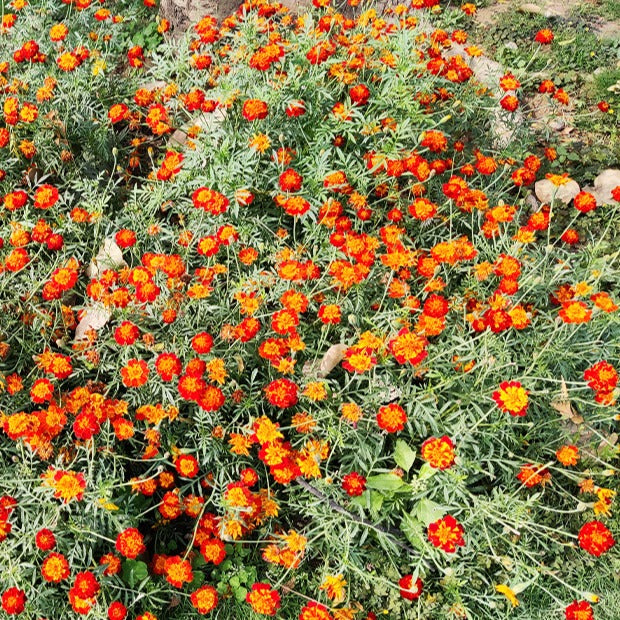 Samen für einjährige Blumen - Studentenblume Rusty Red - Tagetes patula rusty red