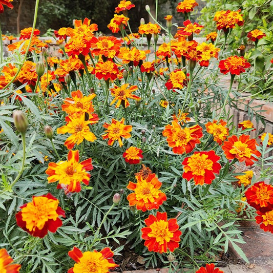 Studentenblume Rusty Red - Bakker