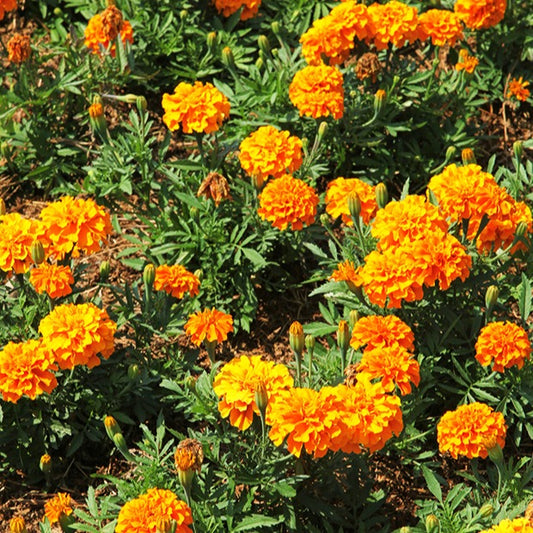 Studentenblume ‘Tangerine’ - Bakker