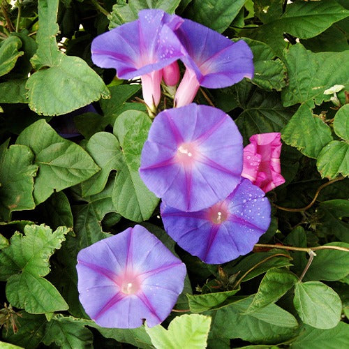 Prunkwinde - Ipomoea grandiflora - Bakker