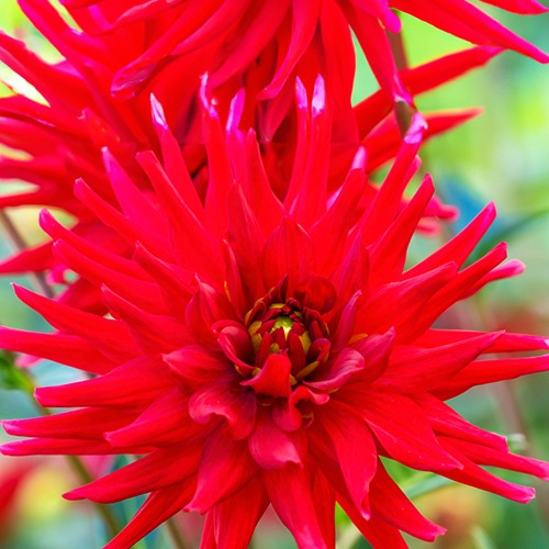 Dahlie Red Pigmy (x3) - Dahlia Red Pigmy - Bakker