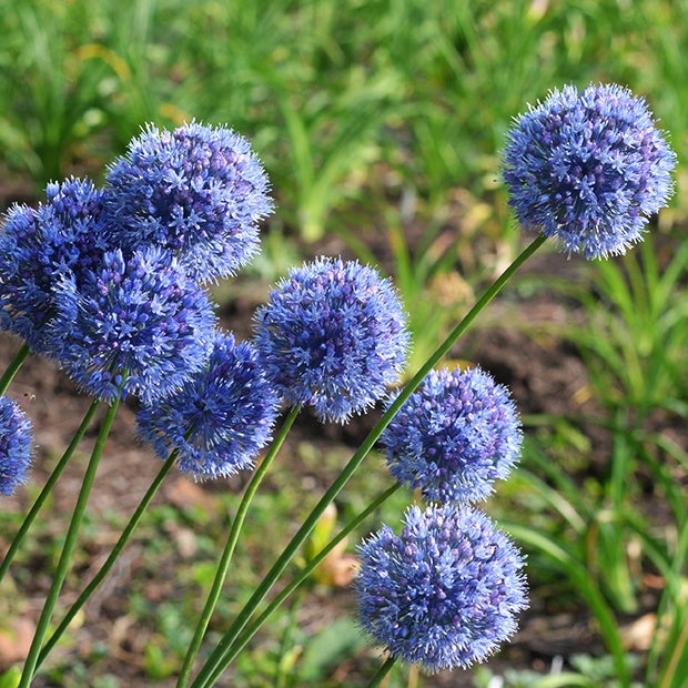 Enzianlauch (x20) - Allium azureum - Bakker