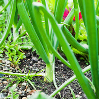 Zwiebel Centurion F1 - Allium cepa centurion f1 - Bakker