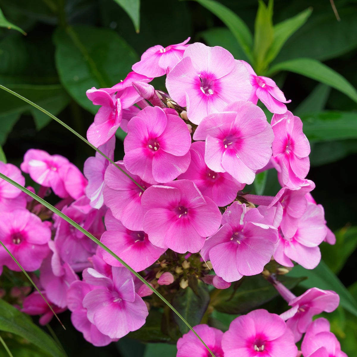 Flammenblume rosa (x3) - Bakker
