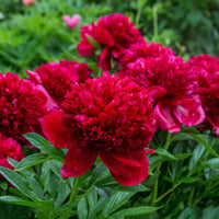 Pfingstrose Red Charm - Bakker