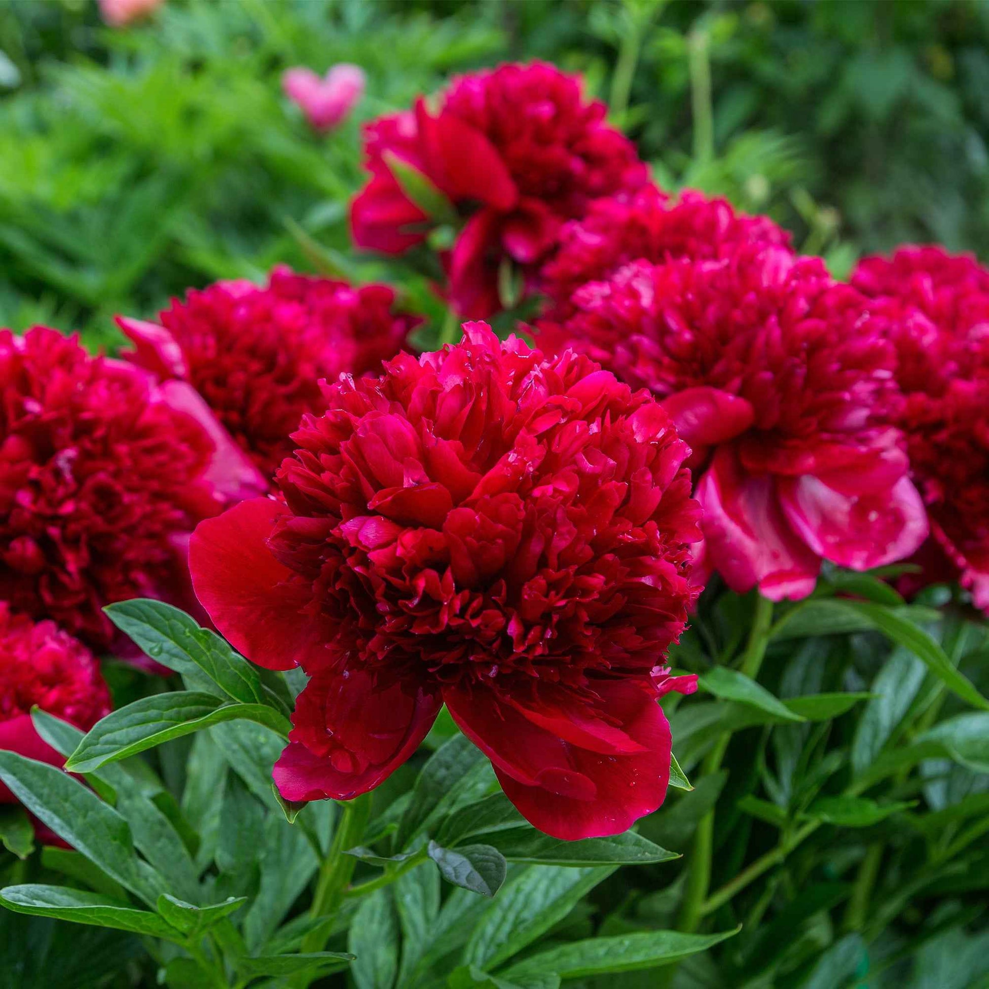 Paeonia lactiflora x Sorbet, Immaculée, Red Charm - Pfingstrosen-Kollektion 'Immaculée', 'Sorbet', 'Red Charm' - Pfingstrosen
