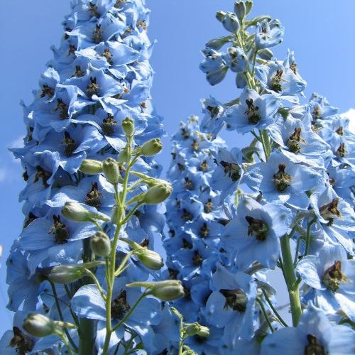 Delphinium ciel bleu - Rittersporn ‘Ciel Bleu’ (x5) - Delphinium