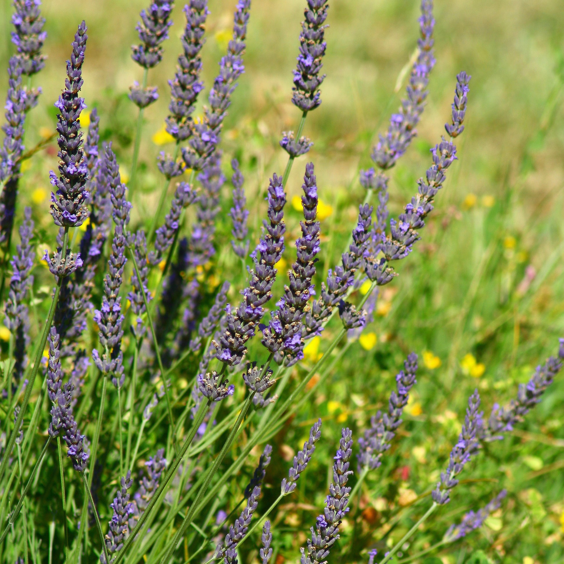 Lavandula angustifolia Grosso - Lavendel ‘Grosso’ - Lavendel