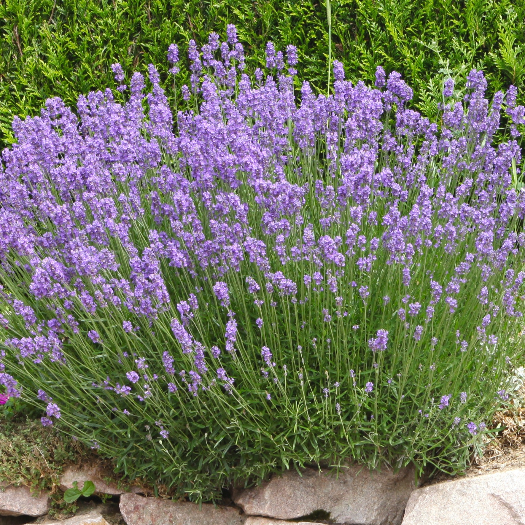 Lavendel ‘Grosso’ - Lavandula angustifolia Grosso - Bakker