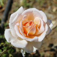 Strauchrose Malaga ® - Bakker