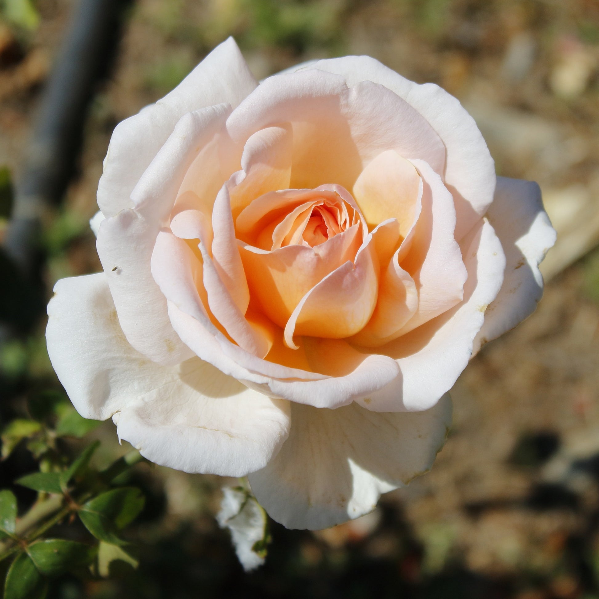 Rosen - Nackte Wurzeln - Strauchrosen Mischung - Rosa Osiria, Malaga, Blue moon, La magie du Parfum, Whisky, Famosa, Double Delight
