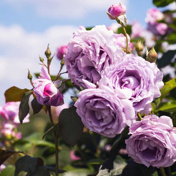 Kletterrose Indigoletta - Bakker