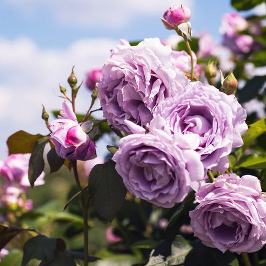 Kletterrose Indigoletta - Bakker