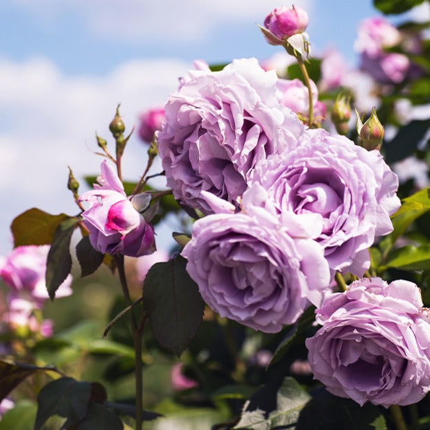 Kletterrosen-Kollektion 'Métanoïa', 'Musimara', 'Indigoletta' (x3) - Rosa 'métanoia', 'musimara', 'indigoletta' - Bakker