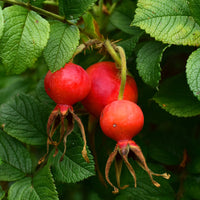 Rugosa-Rose ‘Hansa’ - Rosa rugosa Hansa - Bakker