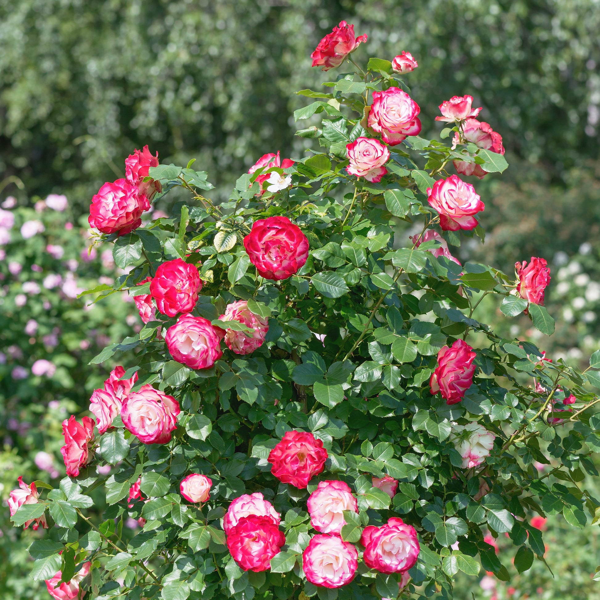 Beetrose ‘Double Delight’ - Rosa Double Delight - Bakker
