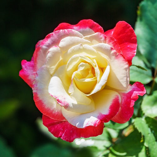Beetrosen-Kollektion (x3) - Rosa 'famosa', 'whisky', 'double delight' - Bakker