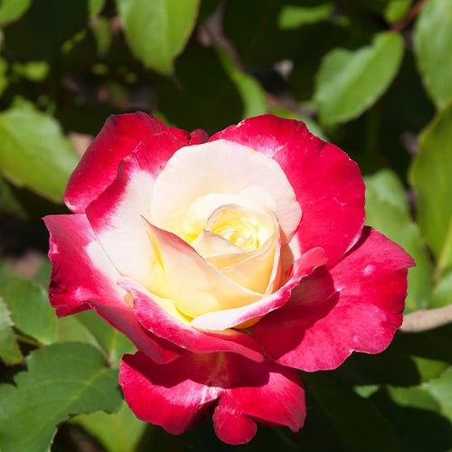 Rosen - Beetrose ‘Double Delight’ - Rosa Double Delight